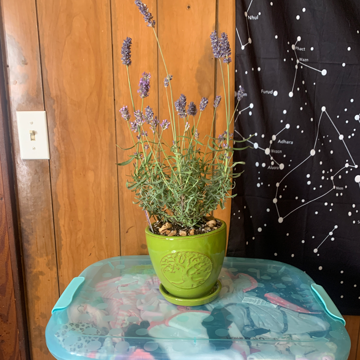 Potted English Lavender plant with blooming flowers on a table, background includes a wooden wall and a star map.