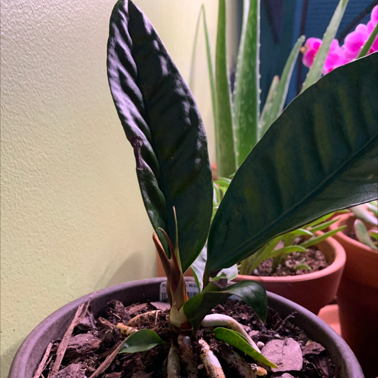 Photo of the plant species Anthurium superbum by @Ashbro531 named Shakira on Greg, the plant care app