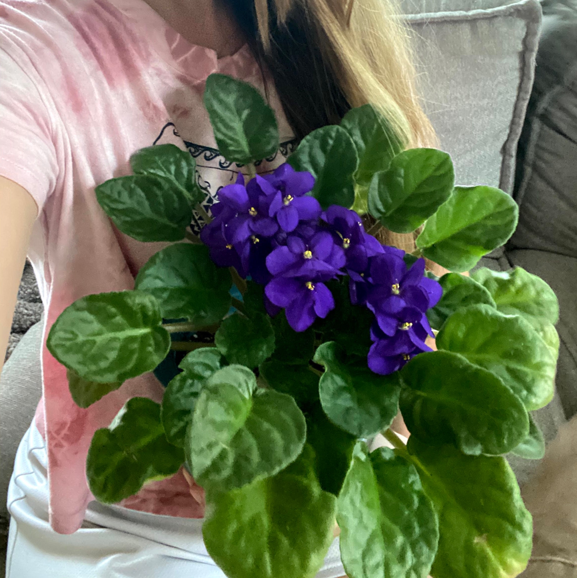 African Violet plant photo by Emily named Athena on Greg, the plant care app.