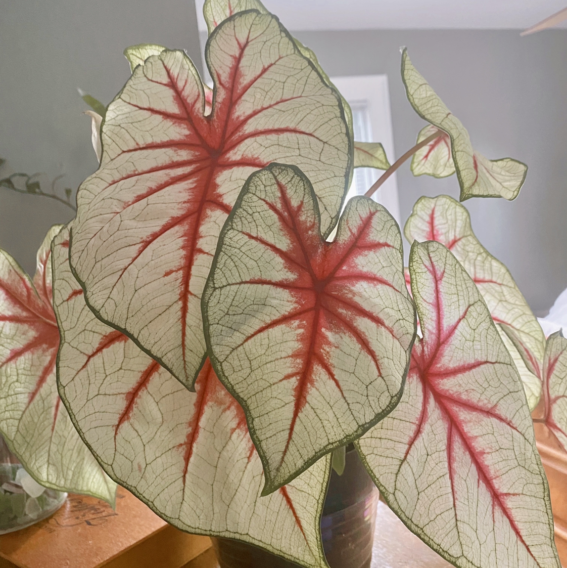 Close-up of healthy Heart of Jesus Caladium plant leaves with vibrant red veining on light green foliage.