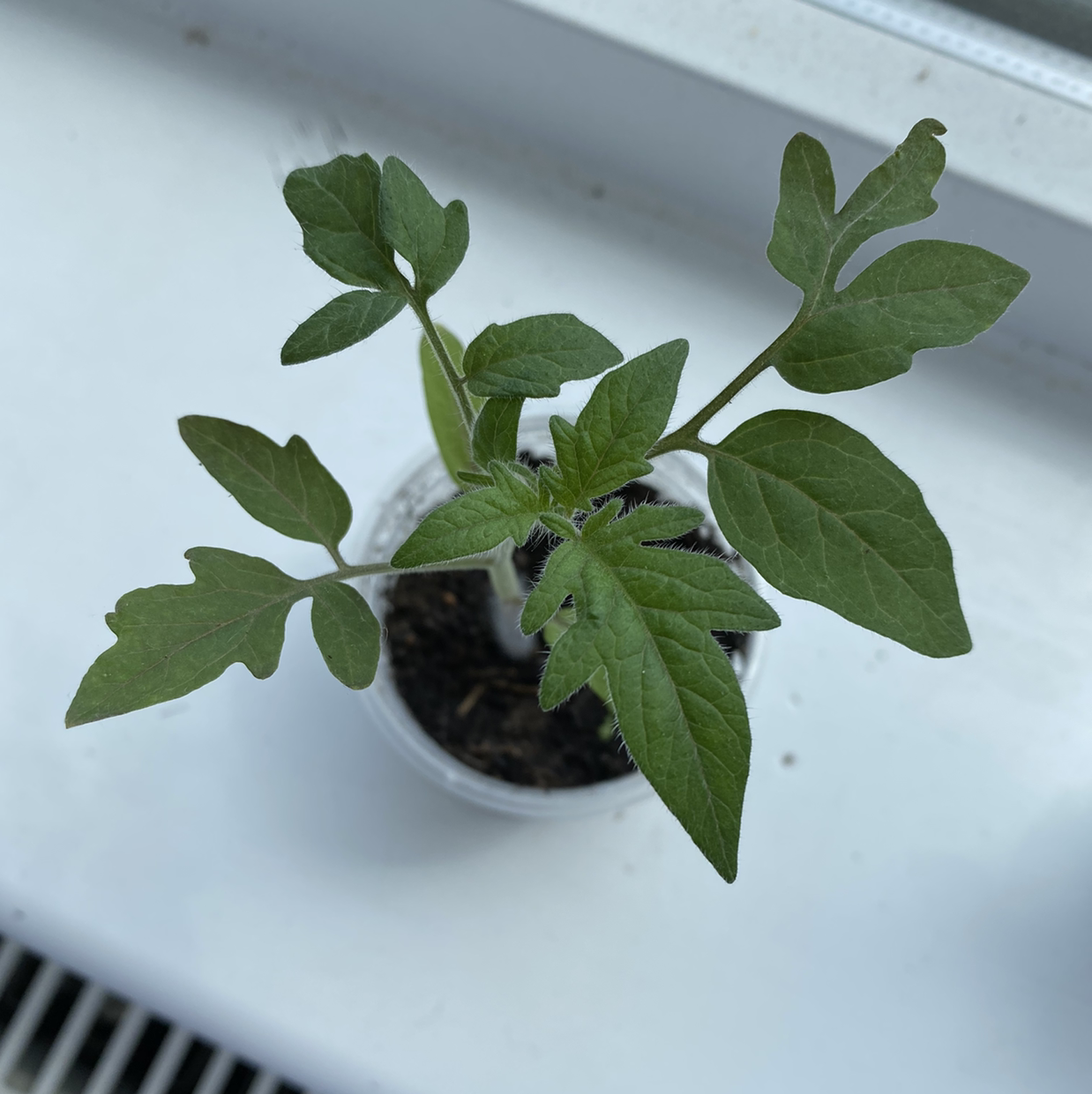 Tomato Plant plant photo by Mahmut named Tomato on Greg, the plant care app.