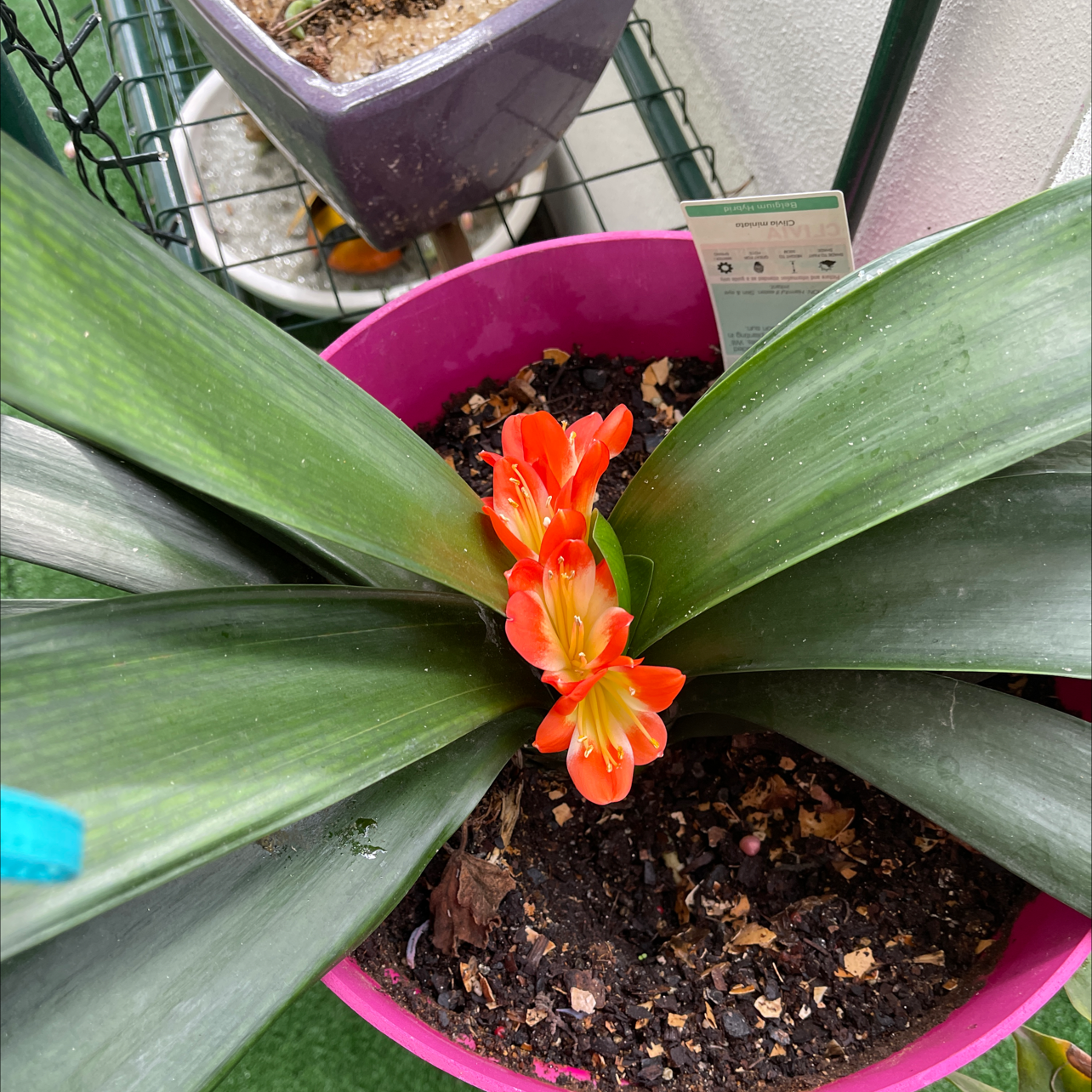Photo of the plant species Belgian Hybrid Orange Clivia by Julie named Beckham on Greg, the plant care app