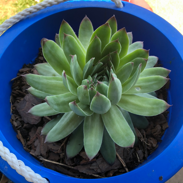 Hens and Chicks plant photo by Lisa named Wall’e on Greg, the plant care app.