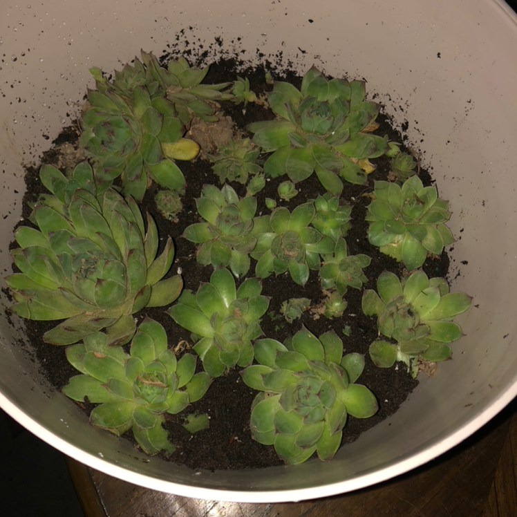 Hens and Chicks plant photo by Lisa named Hens on Greg, the plant care app.