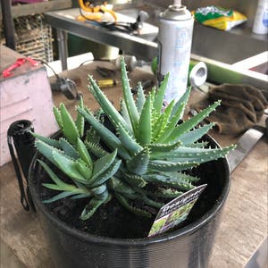Short-Leaved Aloe plant photo by Skye named Spikey on Greg, the plant care app.