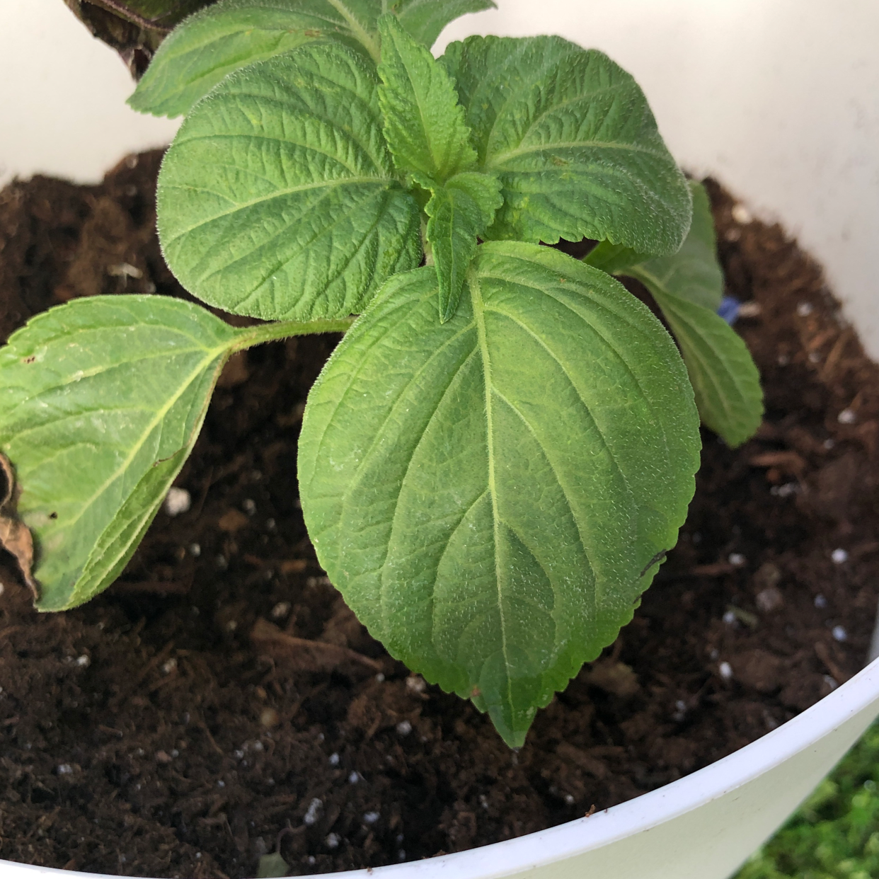 Photo of the plant species Perilla 'Magilla' by Sally named 깻잎 - 초록 on Greg, the plant care app