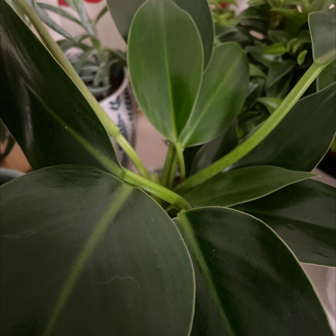 Philodendron 'Congo' with healthy, dark green leaves.