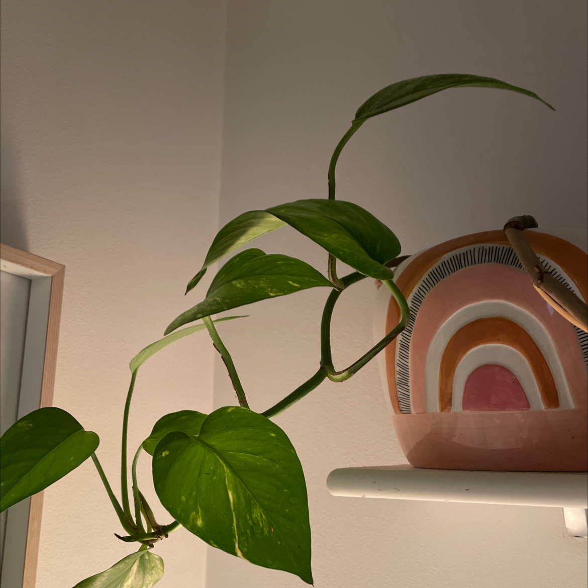 Taro Vine plant photo by Jessie  named Ivy on Greg, the plant care app.