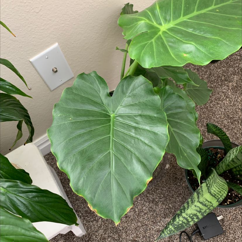 Giant Taro plant with large green leaves, slight yellowing at edges, indoors.