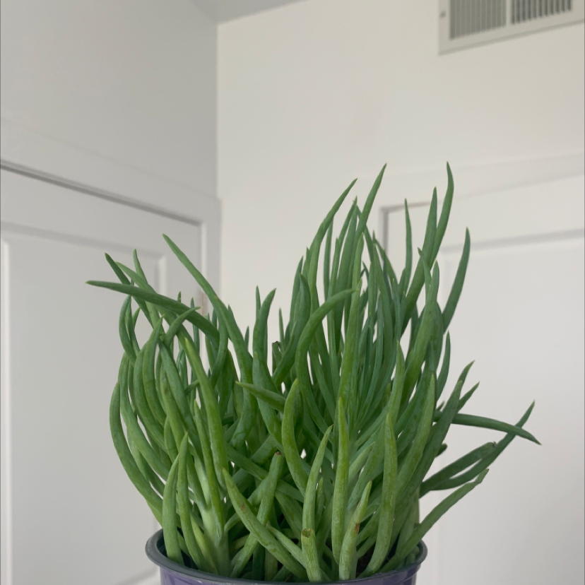 Healthy Narrow-Leaf Chalksticks plant with slender green leaves in a pot.