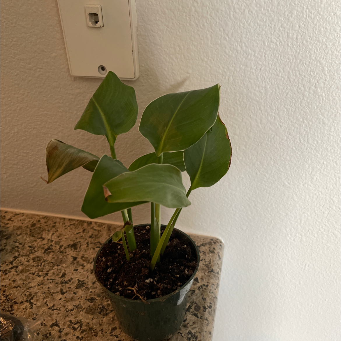 Small potted plant with broad green leaves, some browning at edges, on a countertop.