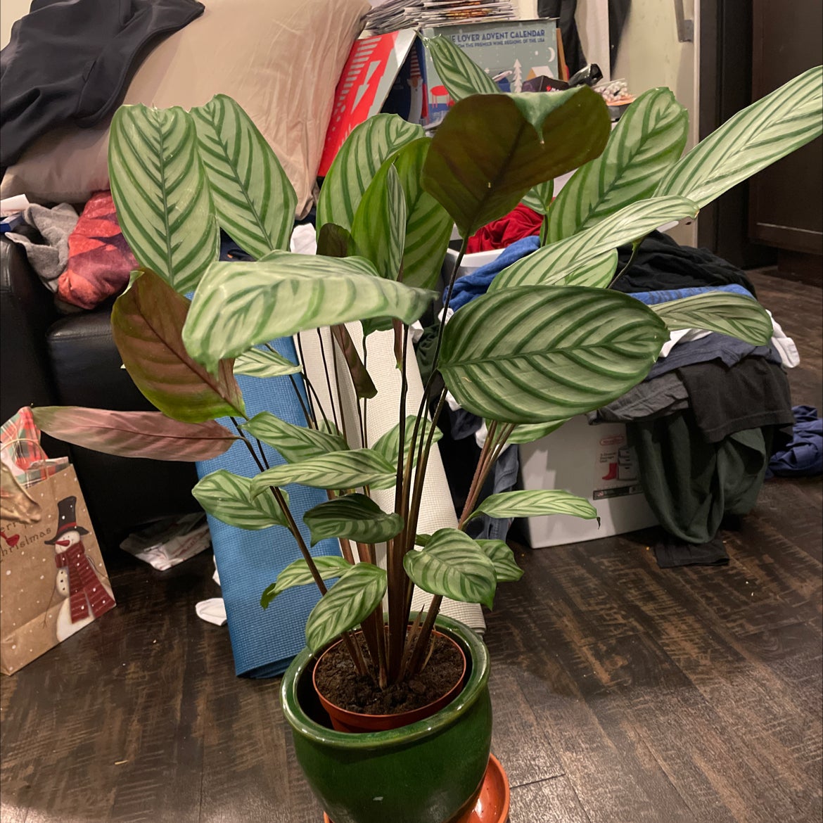 Never Never Ctenanthe plant in a green pot with patterned leaves, well-framed and centered.