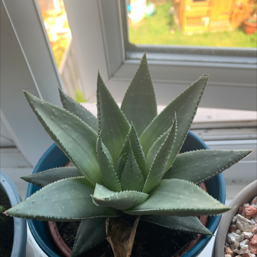 Photo of the plant species Aloe Aristata by Billy-joe named Your plant on Greg, the plant care app