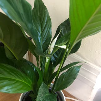 Peace Lily plant in Edgware, England