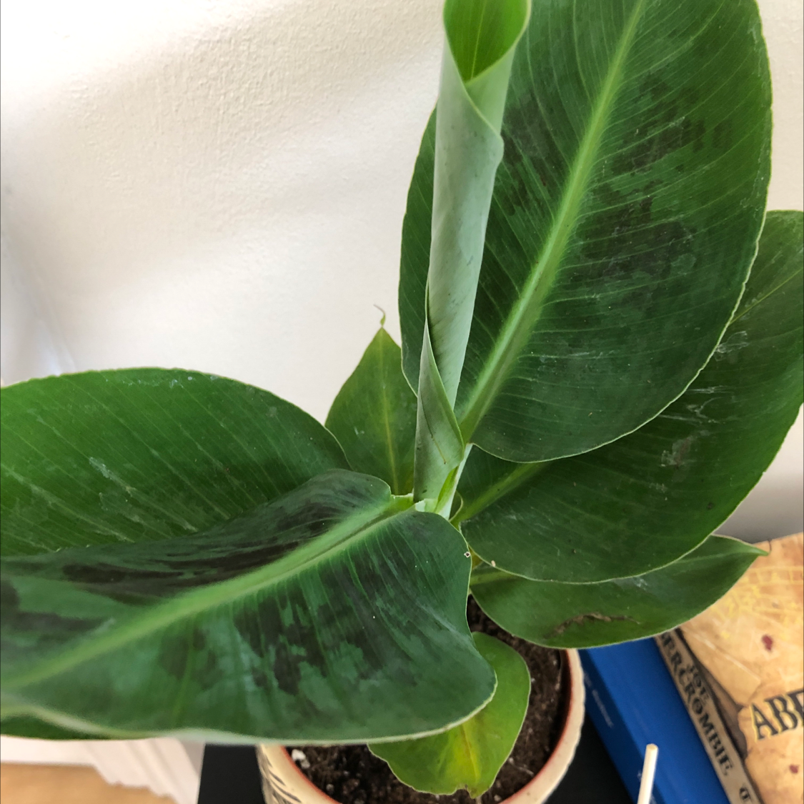 Photo of the plant species Banana by @felixjamestin named Banana Joe on Greg, the plant care app