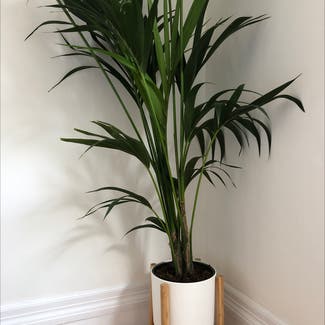 Kentia Palm plant in Edgware, England