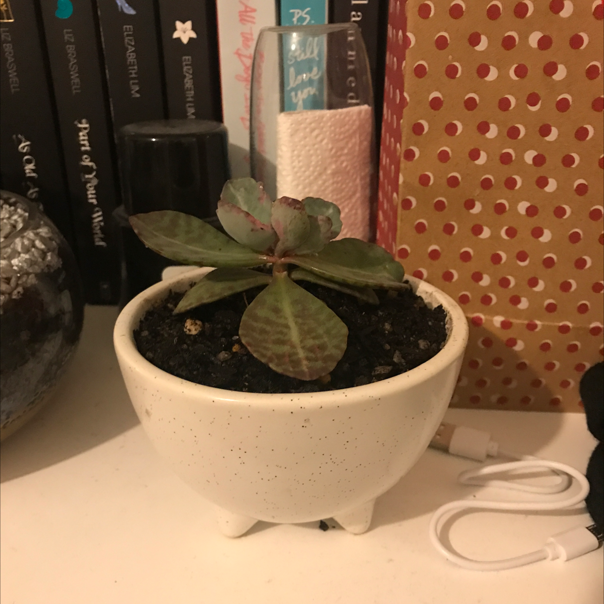 Potted Donkey Ears plant on a shelf with visible soil, well-framed and in focus.