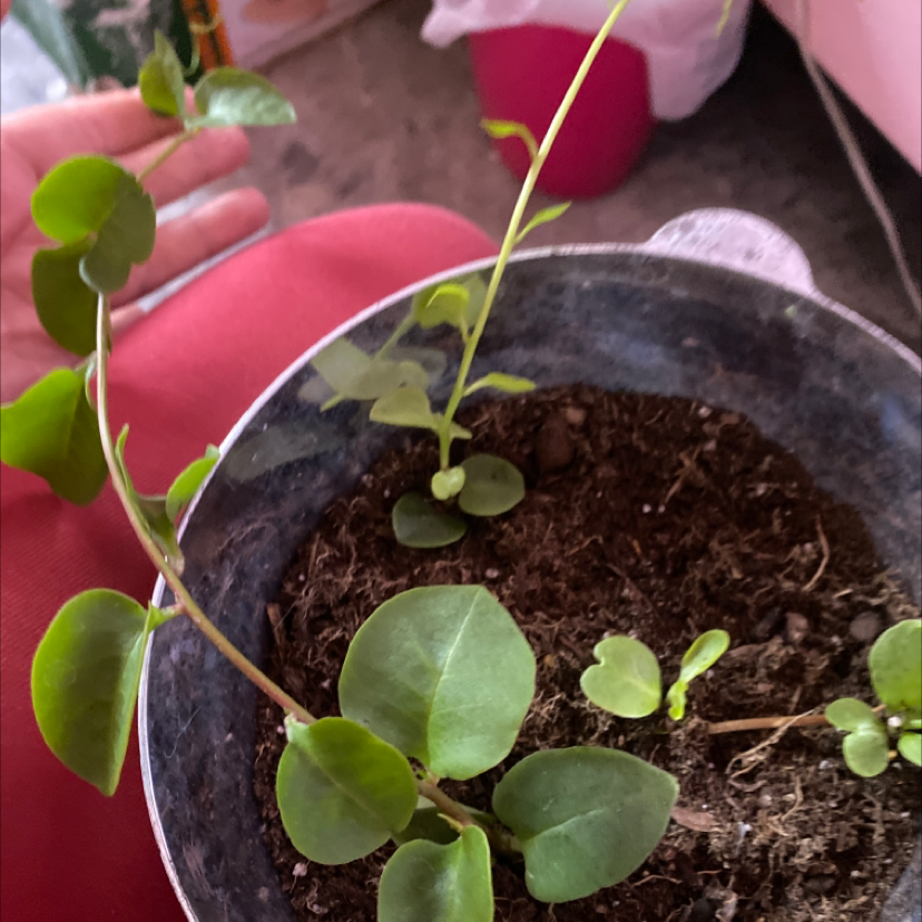 Healthy Greater Periwinkle plant with glossy green leaves and purple flowers growing in a small pot, with a hand touching a leaf.