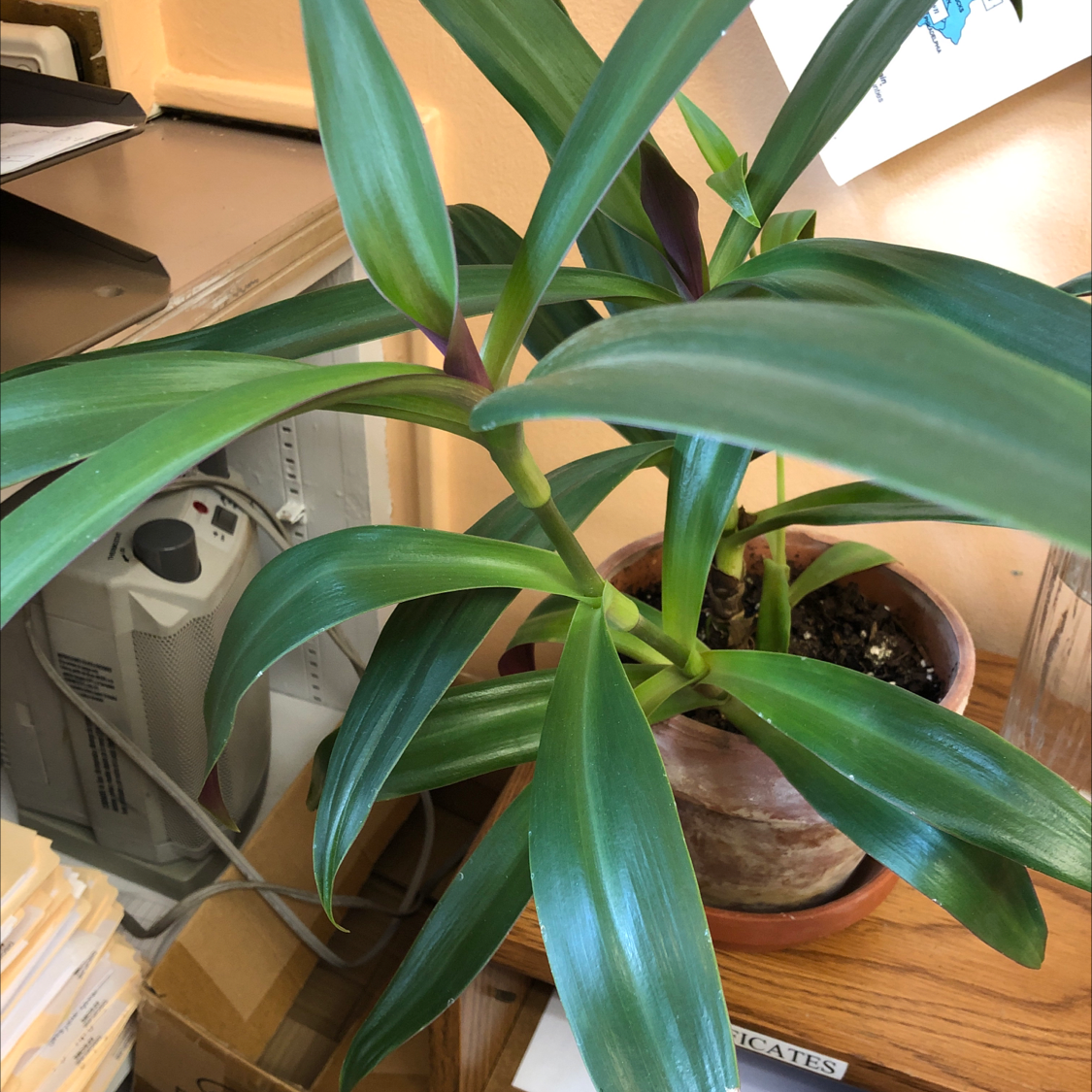 Healthy Moses-in-the-Cradle plant with vibrant green and purple sword-shaped leaves, growing in a brown ceramic pot indoors.