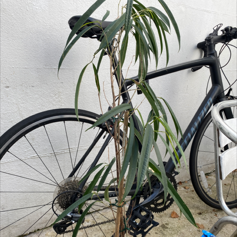 Ficus Alii plant with long, narrow leaves next to a bicycle.