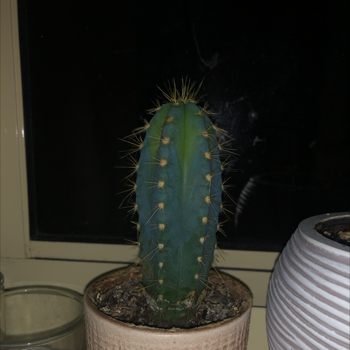 Photo of the plant species Blue Columnar Cactus by @taylah_dean named Your plant on Greg, the plant care app