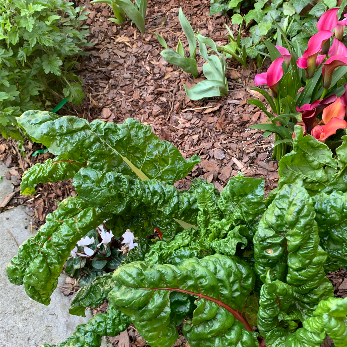 Healthy Common Beet plant with vibrant green leaves in a garden bed with visible soil and mulch.