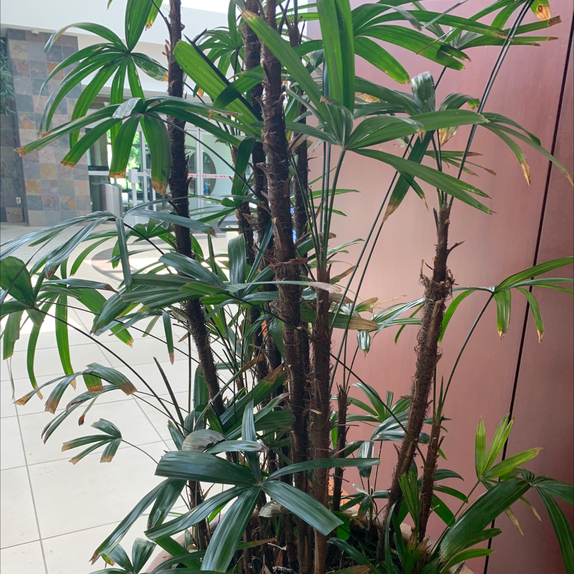 Healthy, mature Rhapis palm with slender green fronds arching from multiple stalks, situated indoors in front of a peach wall.