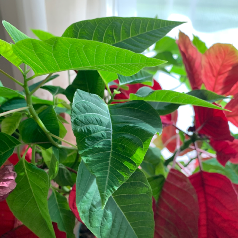 Poinsettia plant photo by Dora named Figyonce on Greg, the plant care app.