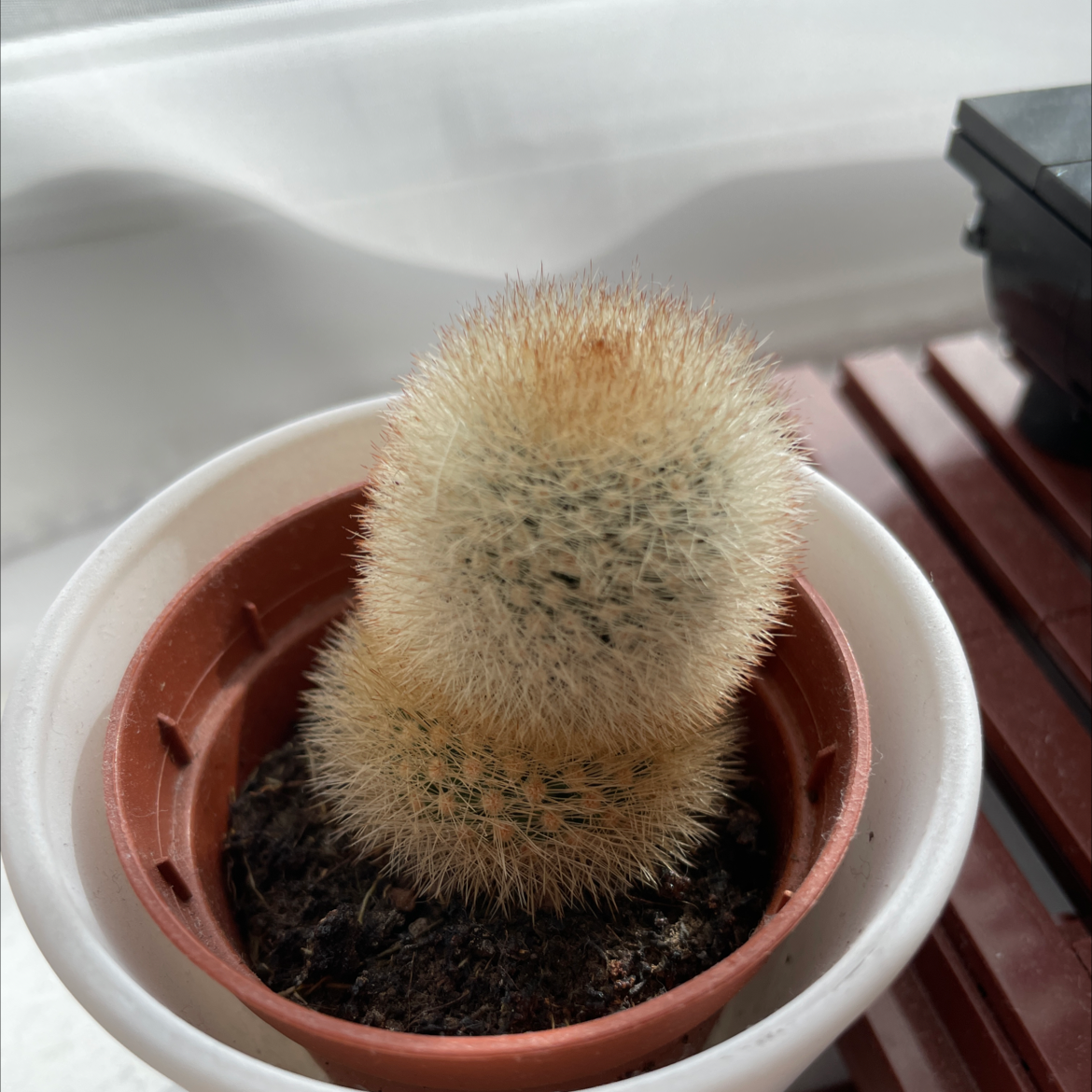 Mammillaria densispina plant photo by @Louiseb named Bronte on Greg, the plant care app.