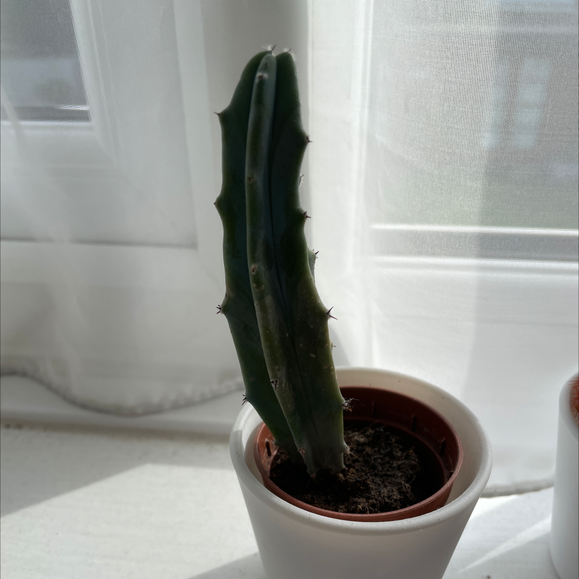 Blue Myrtle Cactus plant photo by @Louiseb named Orwell on Greg, the plant care app.