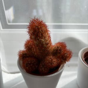 Lady Finger Cactus plant photo by @Louiseb named Hemingway on Greg, the plant care app.