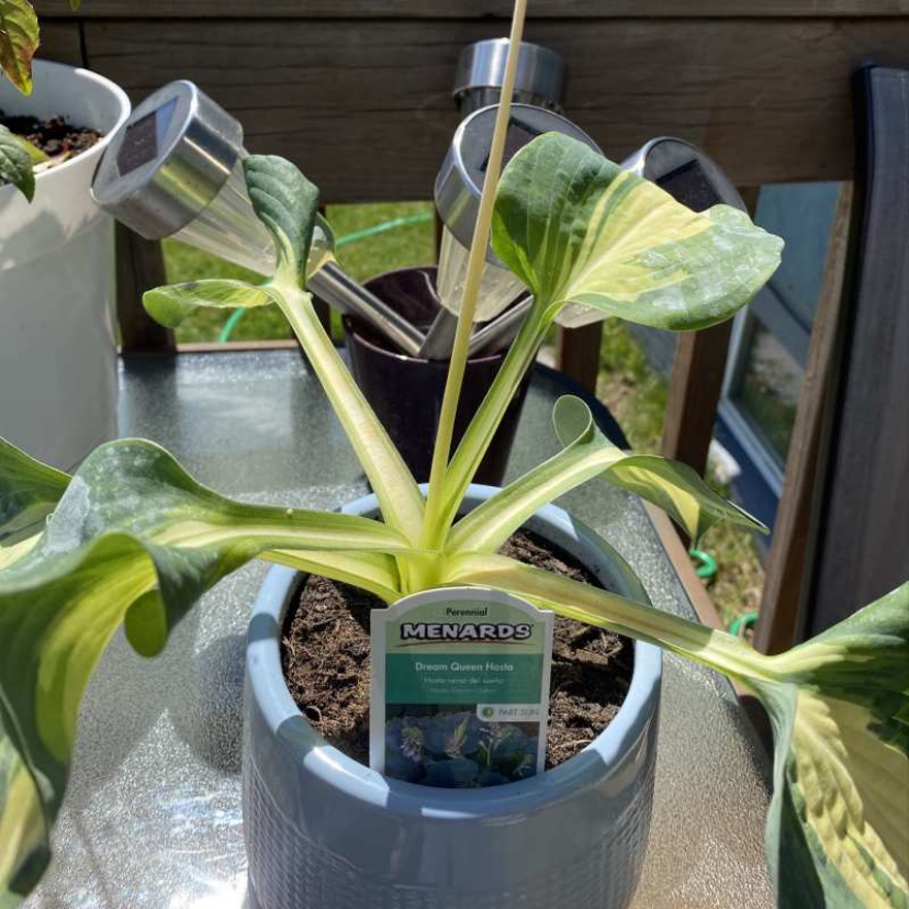 Photo of the plant species Dream Queen Hosta by Emma named Hosta on Greg, the plant care app