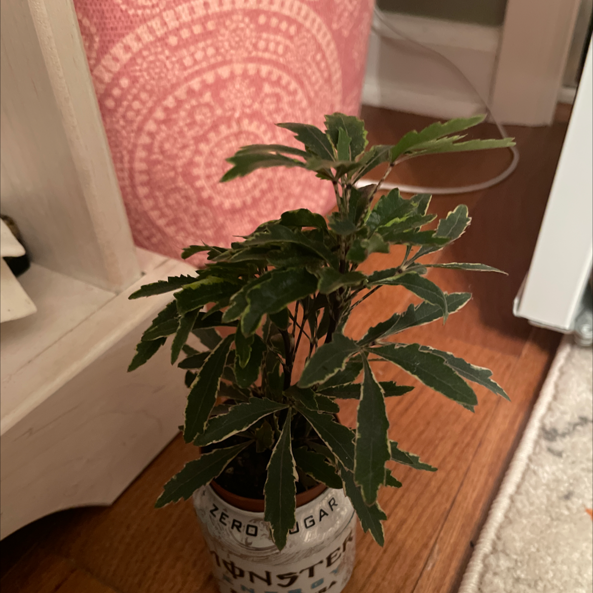 Schefflera Elegantissima plant photo by @num1mun named Baymie on Greg, the plant care app.