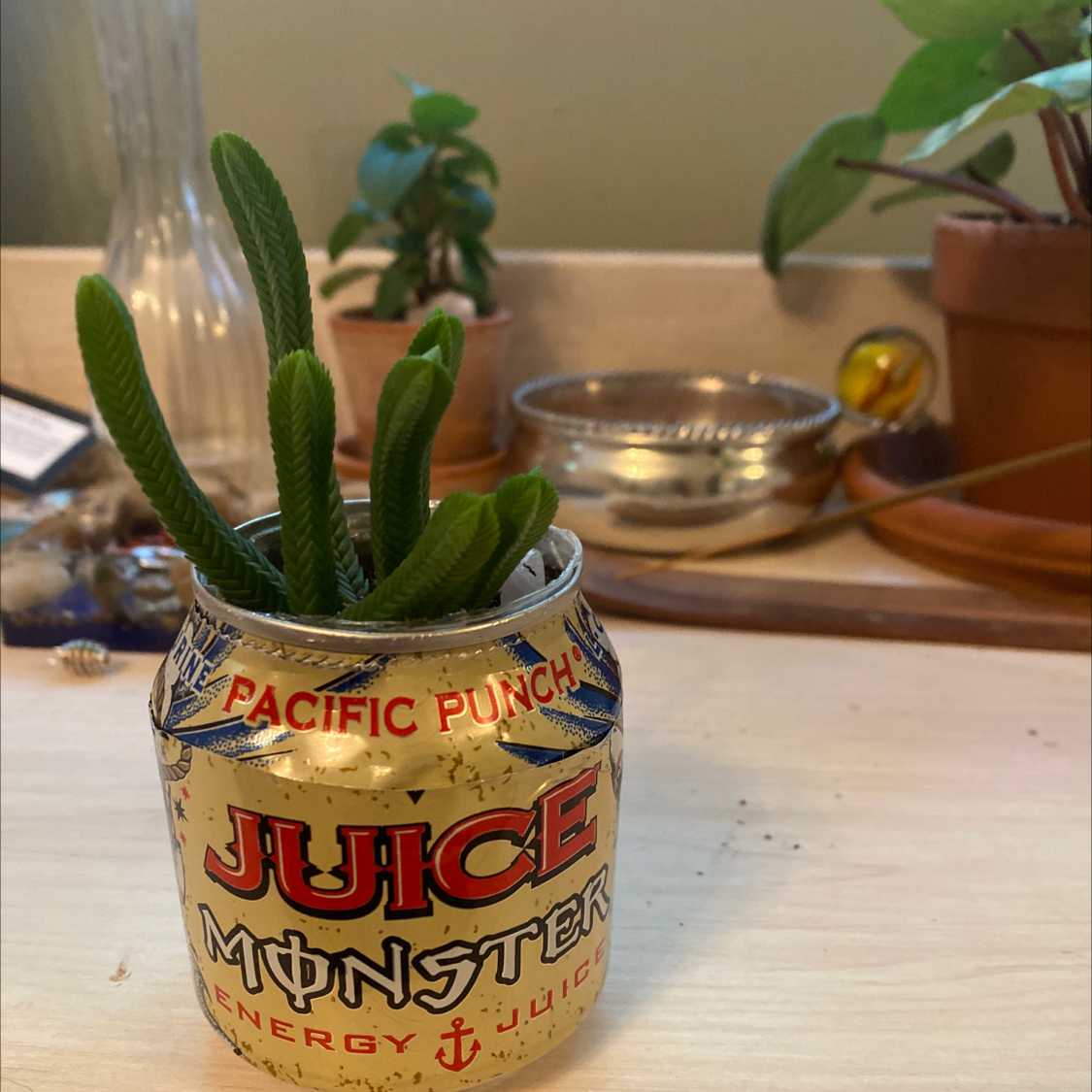 Rattail Crassula plant photo by @num1mun named Mr. Pickles on Greg, the plant care app.