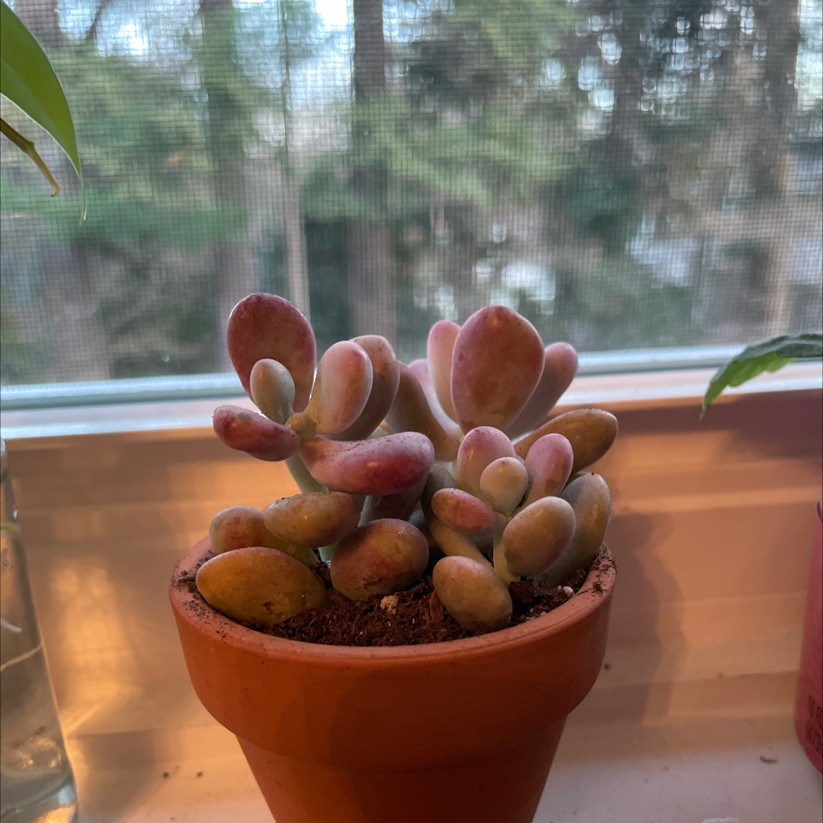 Potted Lavender Pebbles succulent on a windowsill, appearing healthy.