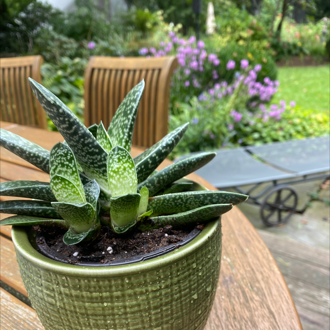 Ox Tongue plant photo by @num1mun named TOAD on Greg, the plant care app.