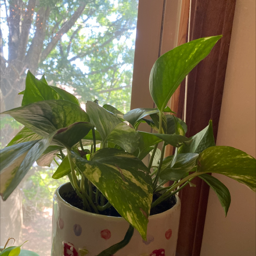 Taro Vine plant photo by Abby named Kanye on Greg, the plant care app.