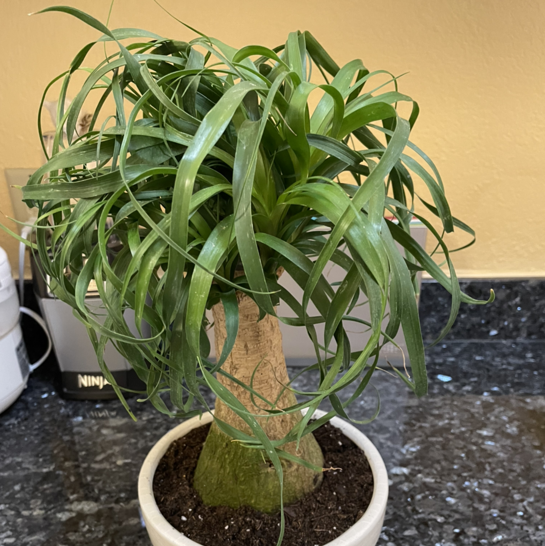 Healthy ponytail palm with long curly green leaves growing from a bulbous trunk base, potted in a white circular pot with dark soil.