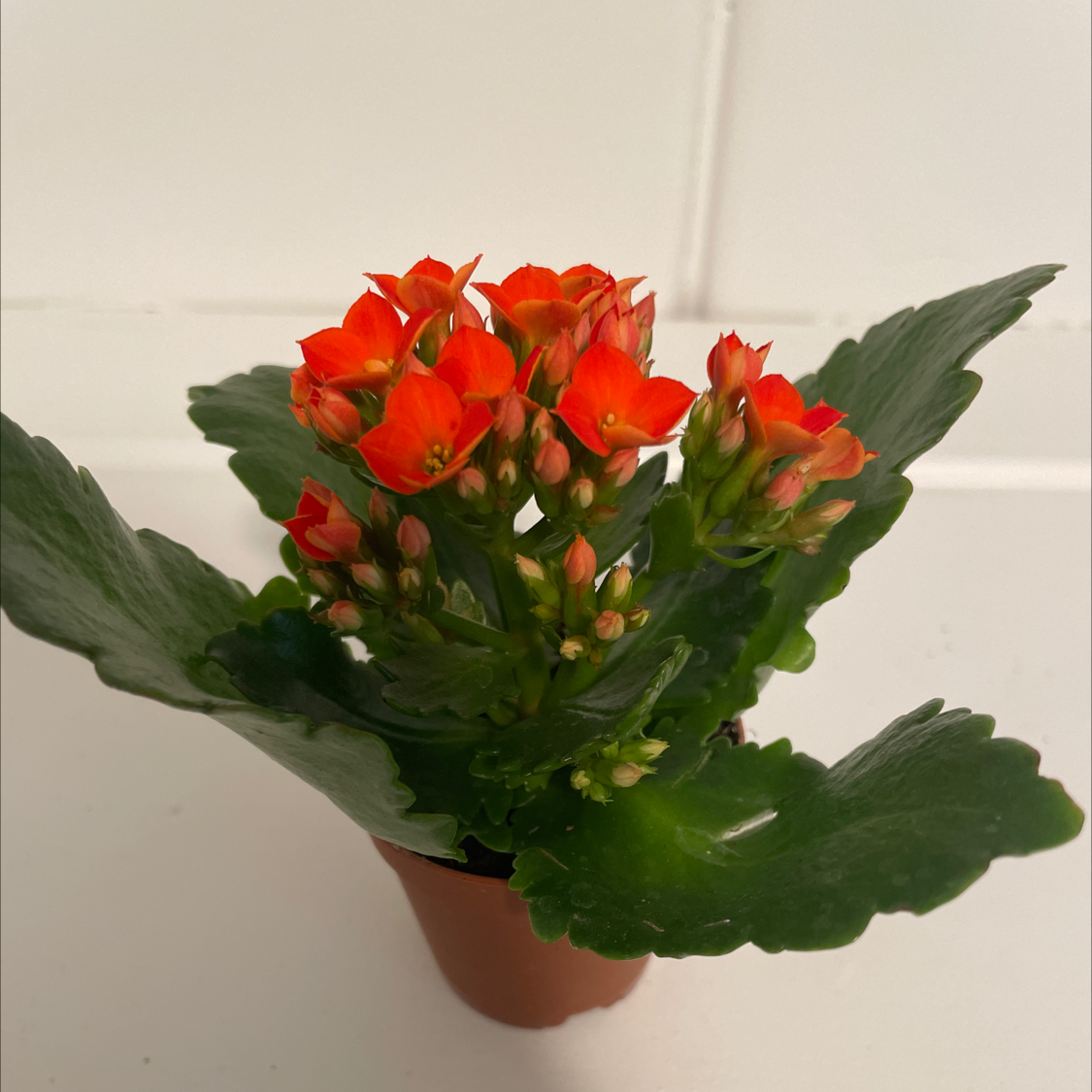 Florist Kalanchoe is Toxic To Humans