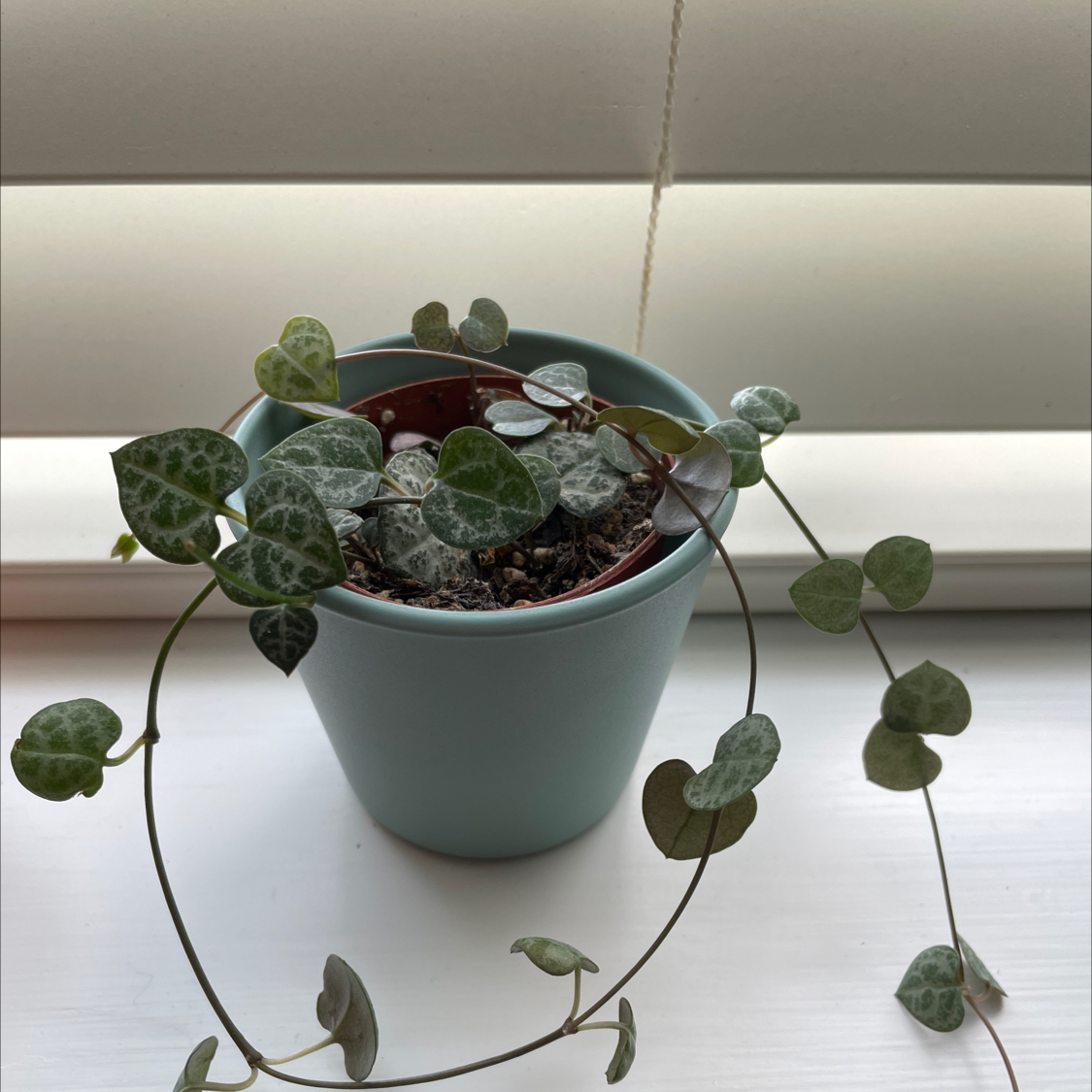 String of Hearts plant in a pot on a windowsill, appearing healthy.