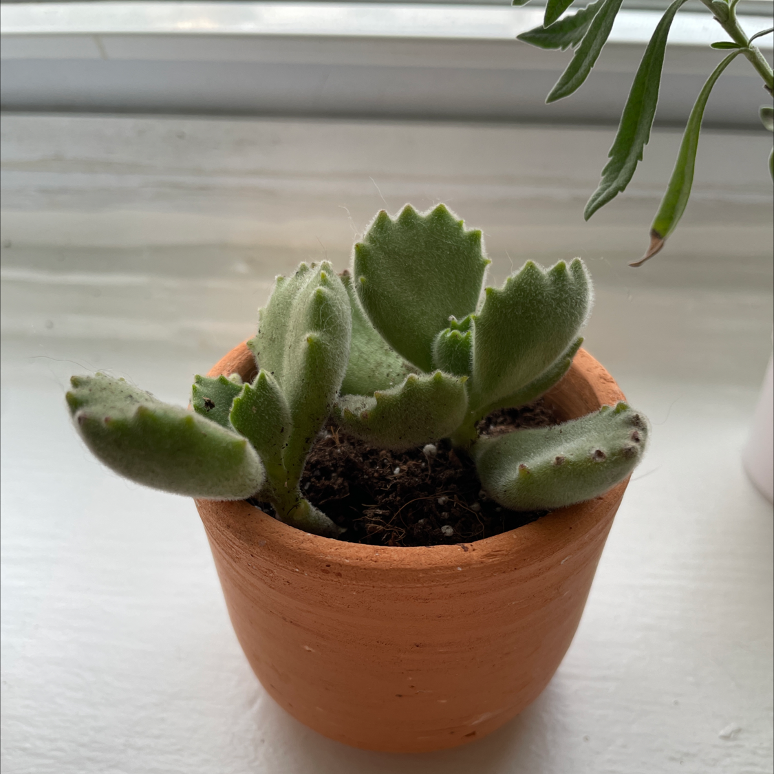Bear's Paw plant in a terracotta pot with visible soil, well-framed and in focus.