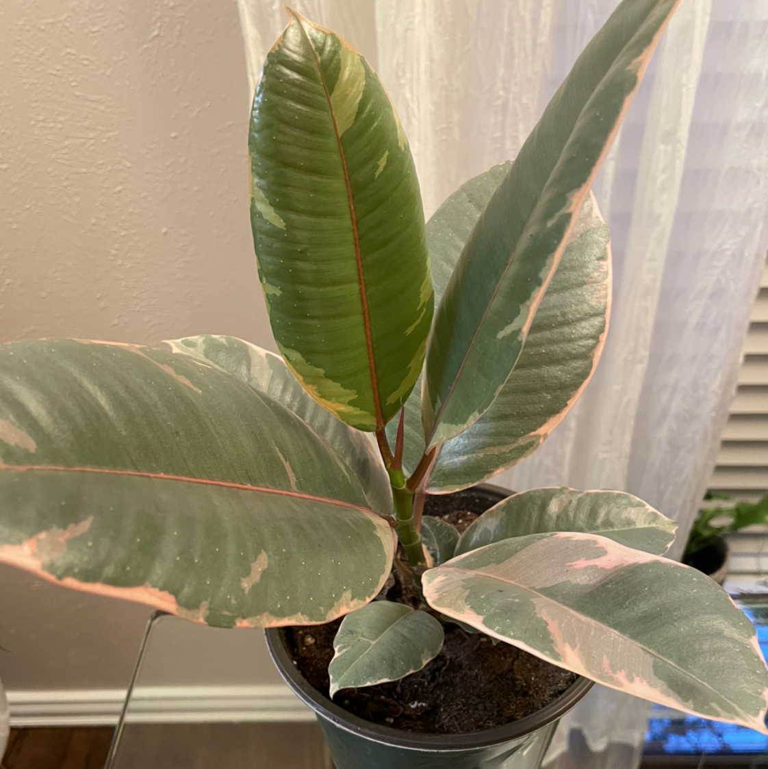 Ficus 'Ruby' plant with variegated leaves in a pot, well-framed and in focus.