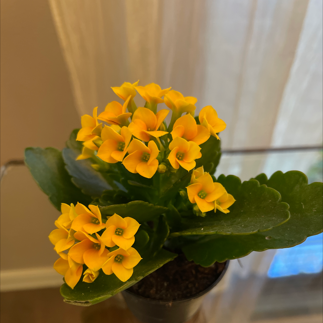 A thriving Florist Kalanchoe plant with abundant bright orange-yellow flowers blooming, and healthy green leaves, in an indoor setting.