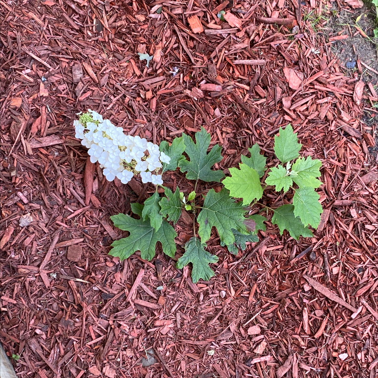 Oakleaf Hydrangea plant with green leaves and white flowers, surrounded by mulch.