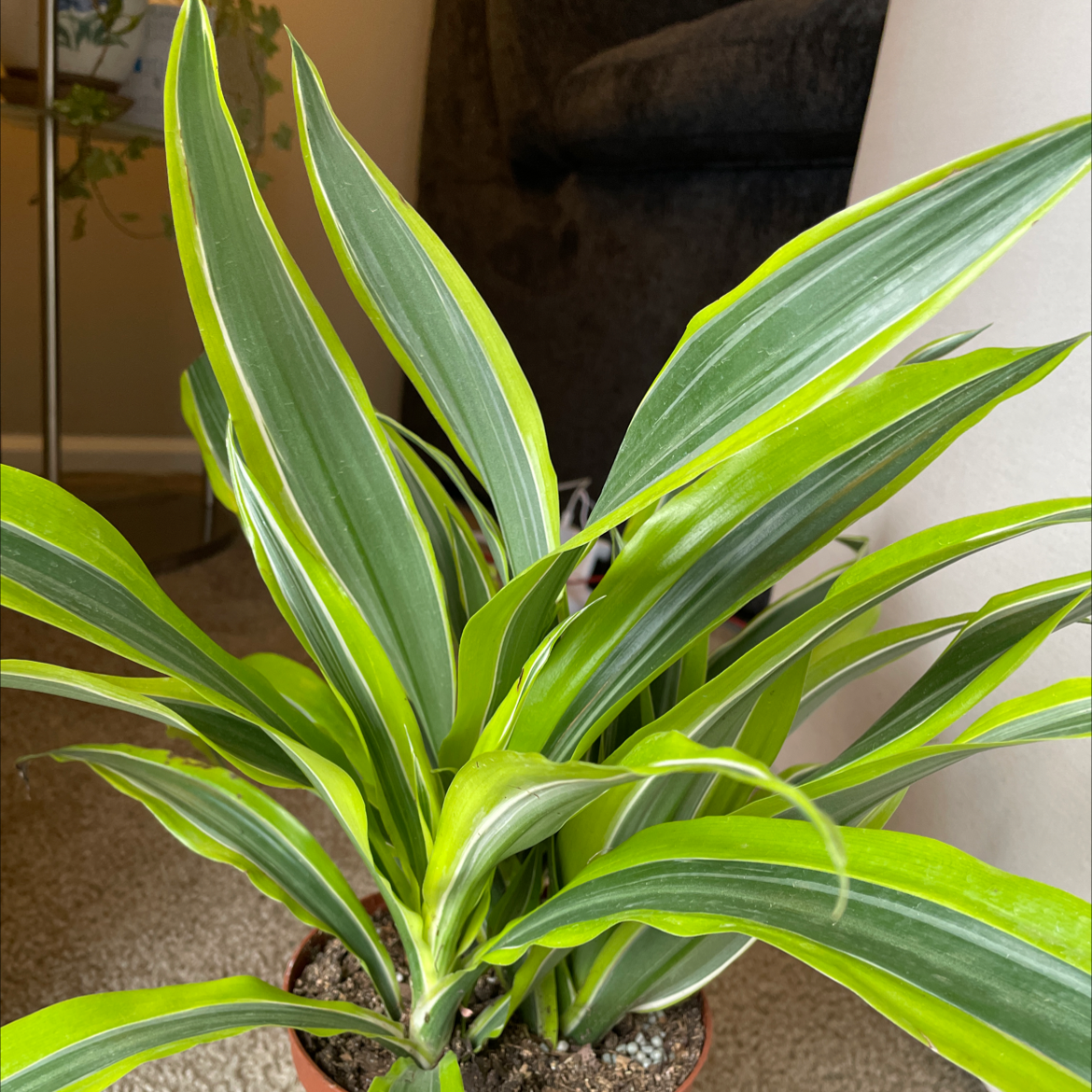 Dracaena 'Lemon Lime' plant with vibrant green leaves featuring yellow and white stripes.