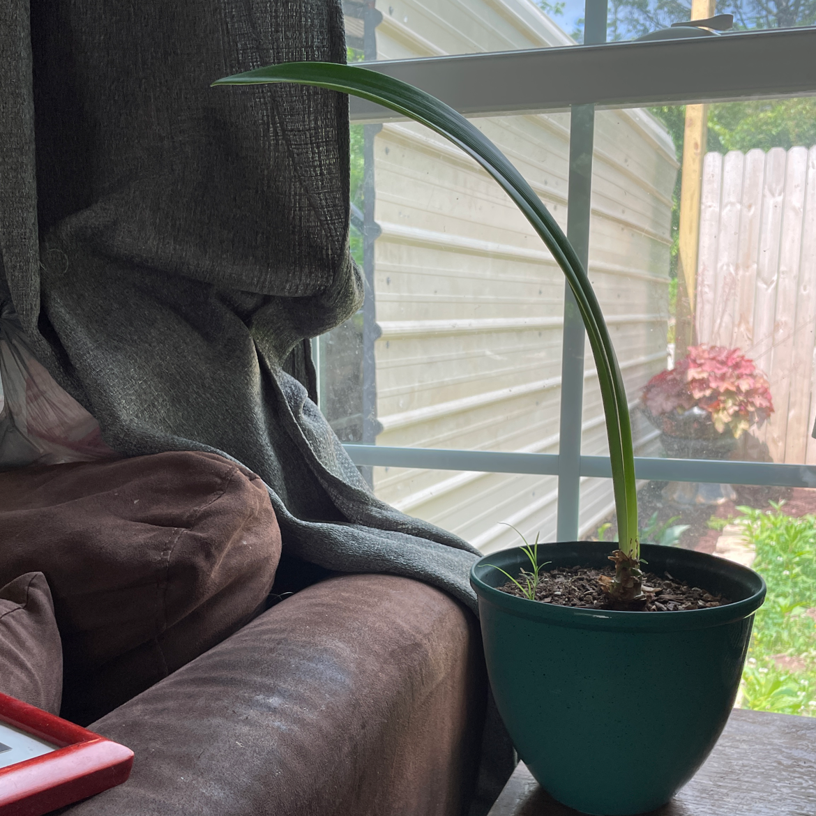 Photo of the plant species Striped Barbados Lily by Christyn named Uno￼ on Greg, the plant care app