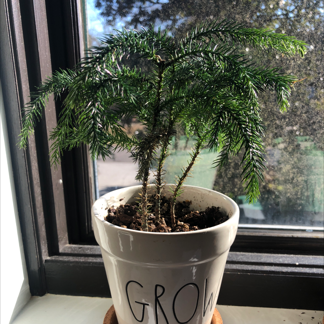 Norfolk Island Pine in a white pot on a windowsill, healthy green foliage.