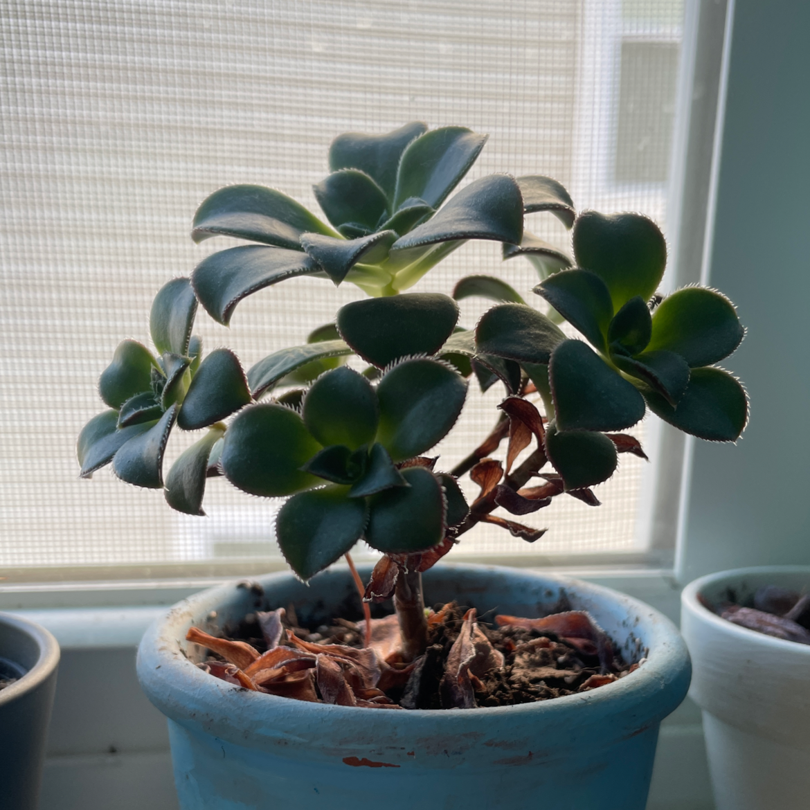 Haworth's Aeonium plant in a blue pot near a window with some brown leaves at the base.