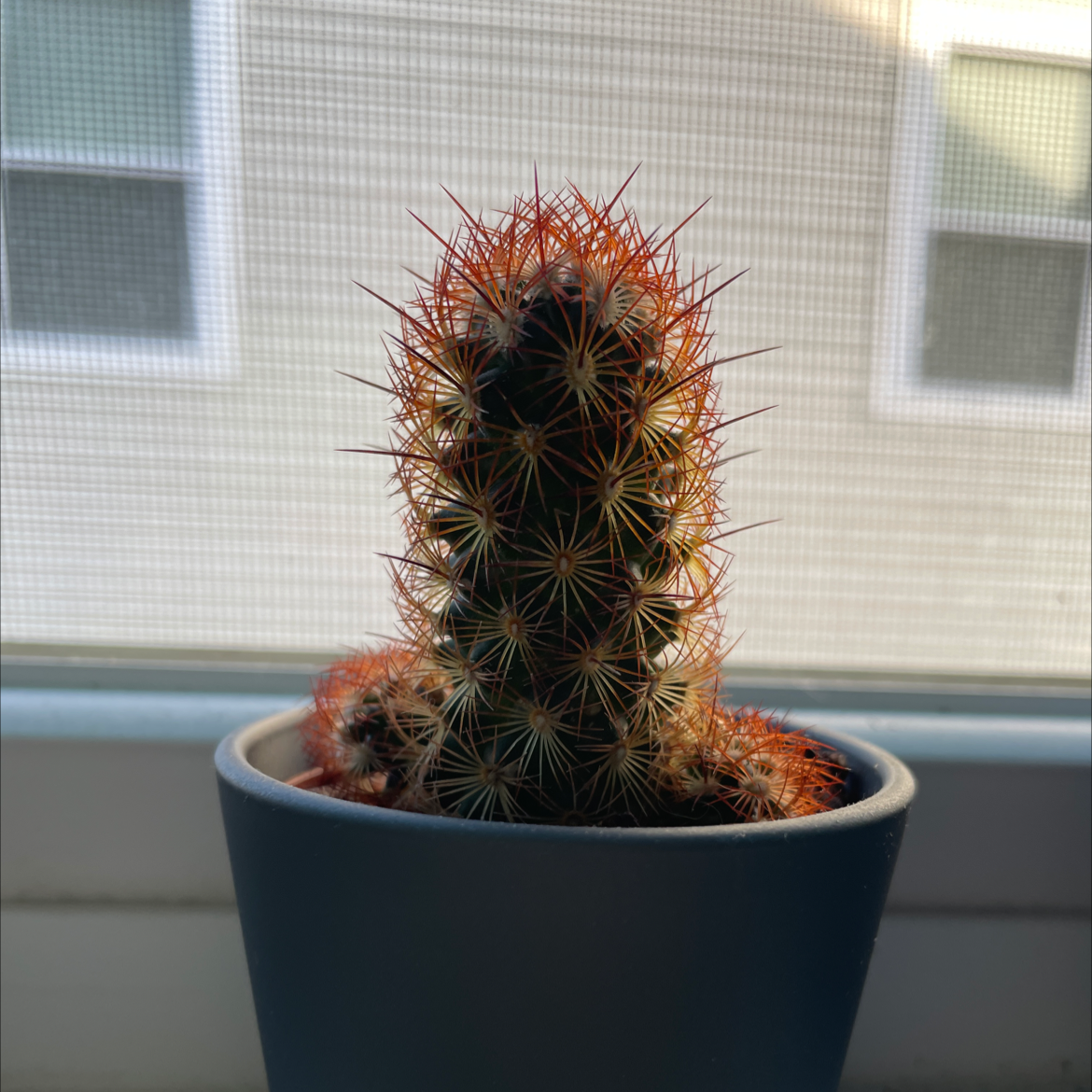 Lady Finger Cactus in a pot on a windowsill, appears healthy.