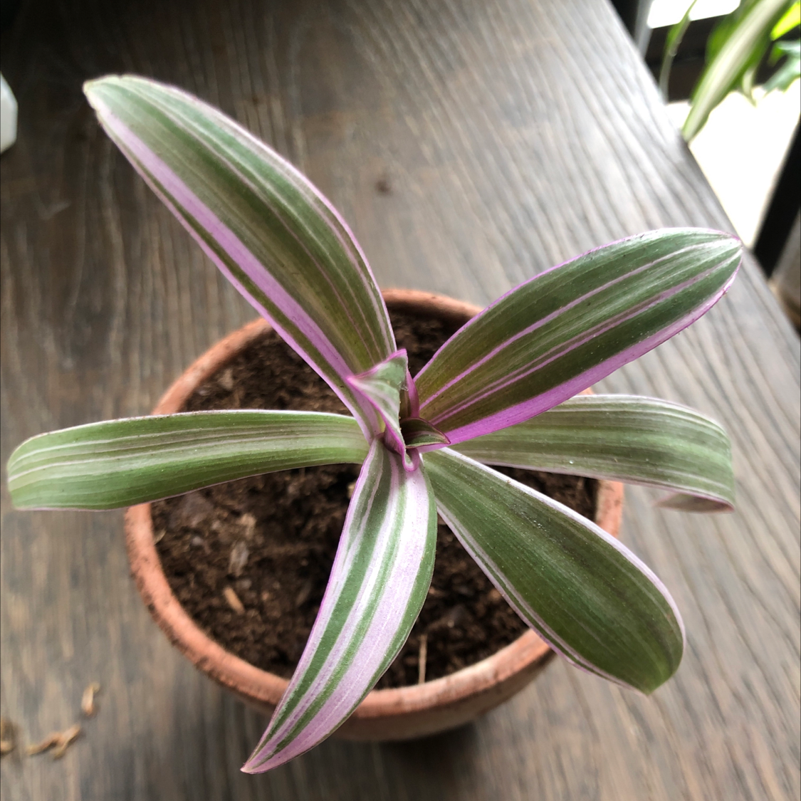 Healthy potted Moses-in-the-Cradle plant with vibrant purple and green striped leaves, close-up on weathered wood surface.